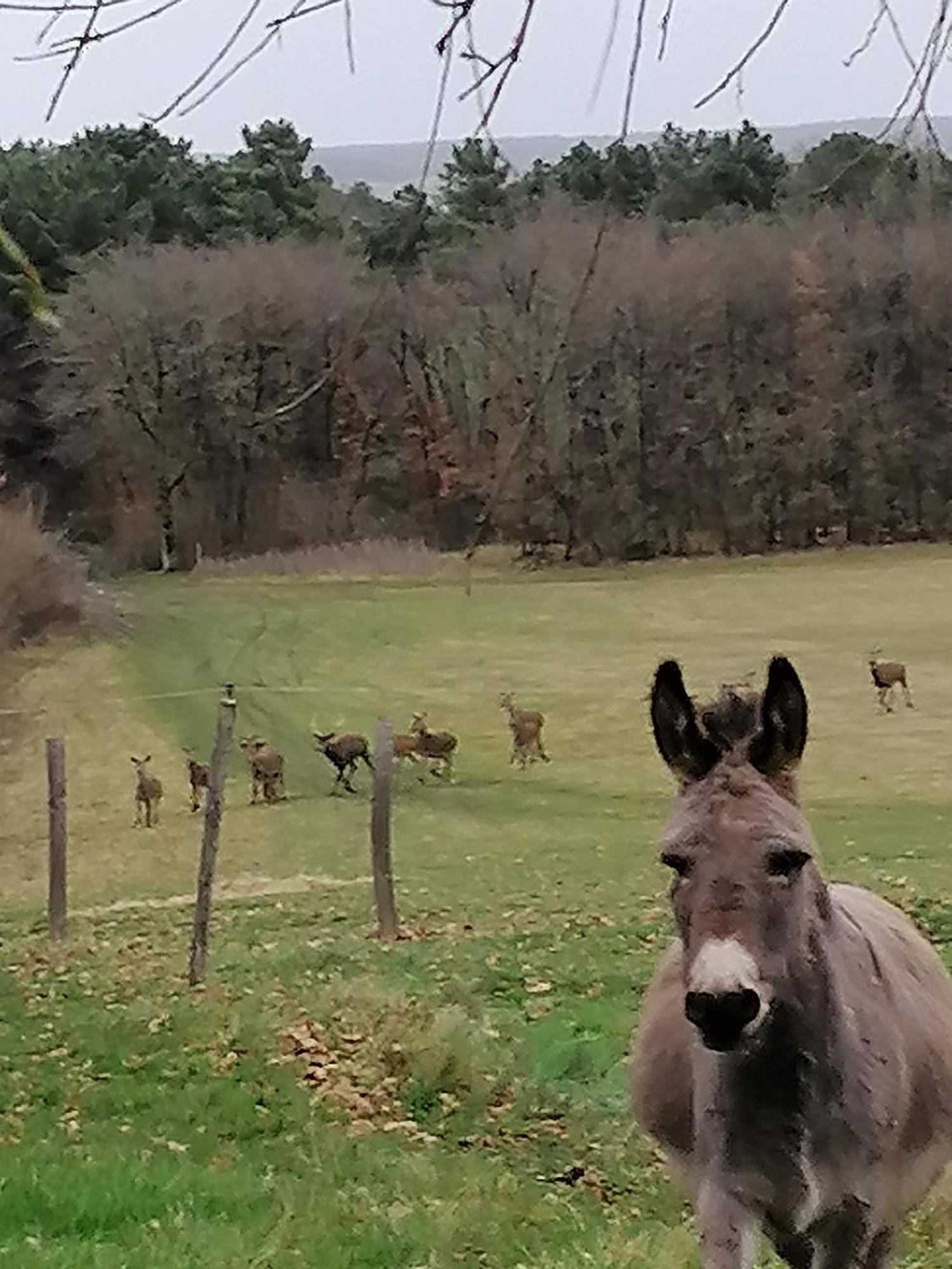 Charmante Maison, Calme Et Nature A La Roche Posay Zewnętrze zdjęcie